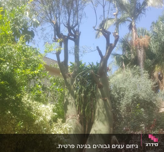 A pruned tree with visible cut branches.